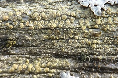 Lecanora strobilina