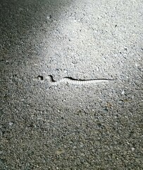 Crotalus catalinensis