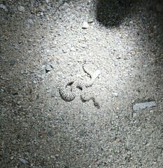 Crotalus catalinensis