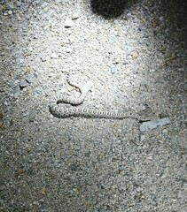 Crotalus catalinensis