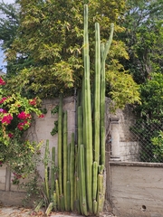 Lophocereus marginatus