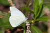 Mariposa Blanca Gigante Florida - Photo (c) Greg Lasley, algunos derechos reservados (CC BY-NC), subido por Greg Lasley