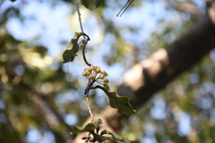Hoya