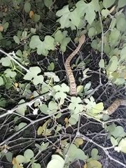 Crotalus catalinensis
