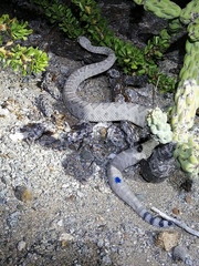 Crotalus catalinensis