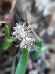 Phyllomorpha laciniata