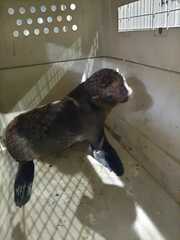 Arctocephalus australis