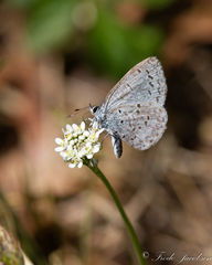 Celastrina neglecta