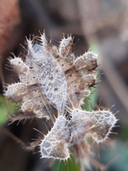 Phyllomorpha laciniata