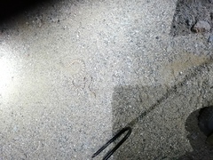 Crotalus catalinensis