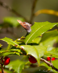 Callophrys henrici