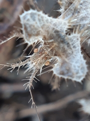 Phyllomorpha laciniata