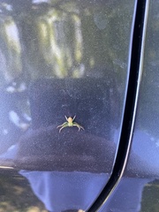 Diaea ambara