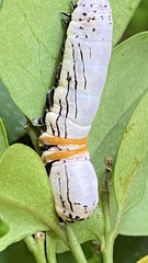 Hemicephalis