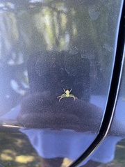 Diaea ambara