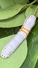 Hemicephalis