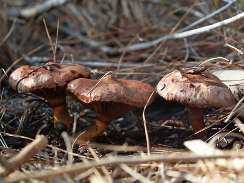 Chroogomphus mediterraneus