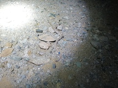 Crotalus catalinensis