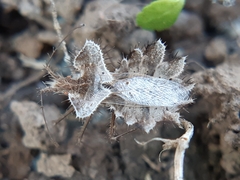 Phyllomorpha laciniata