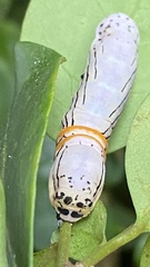 Hemicephalis