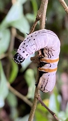 Hemicephalis