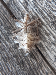 Phyllomorpha laciniata