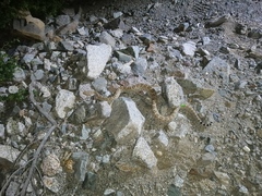 Crotalus catalinensis