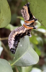 Hemicephalis