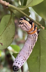 Hemicephalis