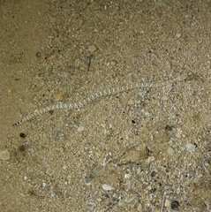 Crotalus catalinensis