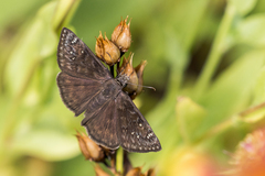 Erynnis meridianus