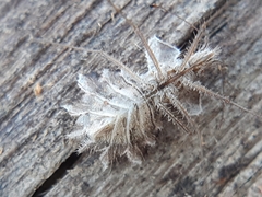 Phyllomorpha laciniata