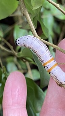 Hemicephalis