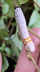 Hemicephalis