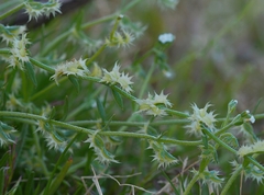 Pectocarya platycarpa