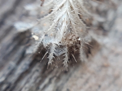 Phyllomorpha laciniata