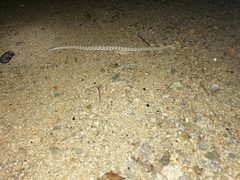 Crotalus catalinensis