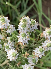 Selago densiflora