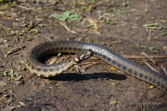 Helicops leopardinus