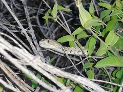 Crotalus catalinensis