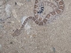 Crotalus catalinensis