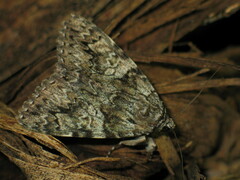 Catocala promissa