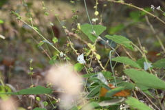 Leptosia nina