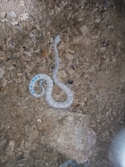 Crotalus catalinensis