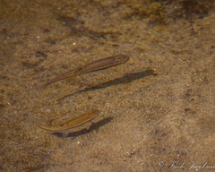 Rhinichthys atratulus