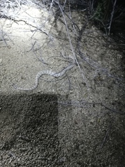 Crotalus catalinensis