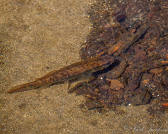 Umbra pygmaea