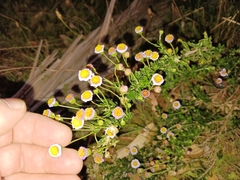 Felicia muricata
