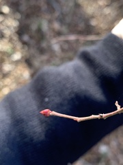 Vaccinium fuscatum
