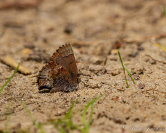Callophrys henrici